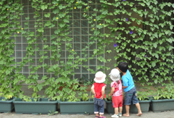 緑のカーテンの前で